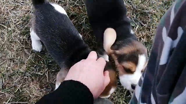 Девочка и мальчик бигль, питомник ДОГСТАЙЛ асв смотреть онлайн