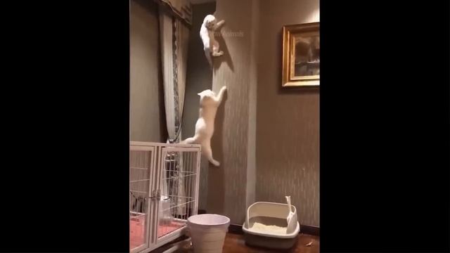 Funniest Animals - Best Of The 2021 Funny Animal Videos #58
