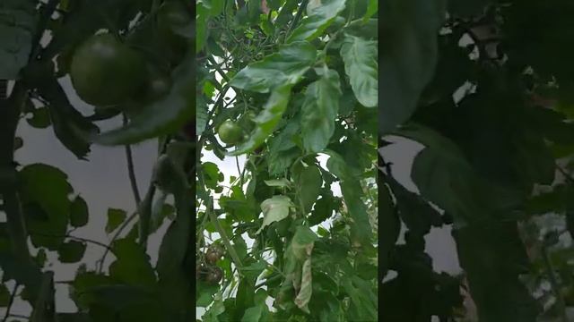 Томаты шоколадная гроздь в сентябре. смотреть онлайн