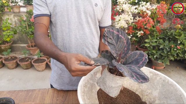 ক্যালাথিয়া গাছের বিশেষ পরিচর্যা ও প্রতিস্থাপন / Calathea Plant /