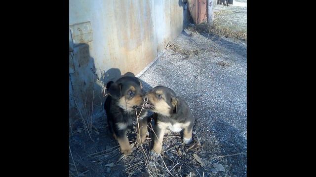 Симпотявые щеночки смотреть онлайн