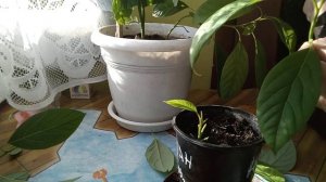 Авокадо.Обрезка и укоренение побегов. От 6+.