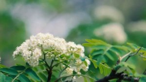 Футаж — Красивая рябина цветет. Футажи (footage) красивая природа [FullHD]