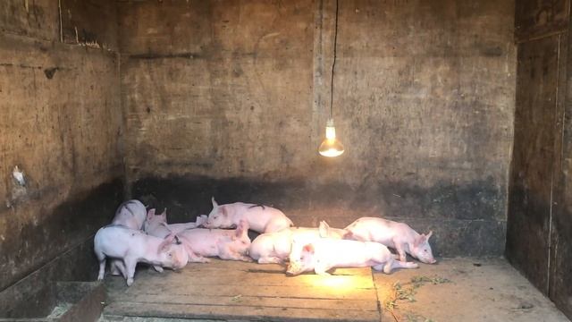 Поросята месячные порода КБ на продажу смотреть онлайн