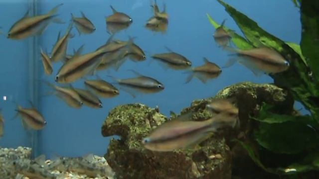 Emperor Tetra (Nematobrycon palmeri) for sale at Tyne Valley Aquatics смотреть онлайн