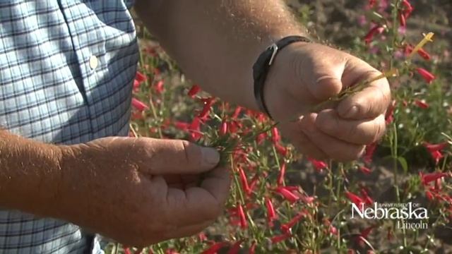 Gardening - Backyard Farmer - Penstemon Varieties смотреть онлайн