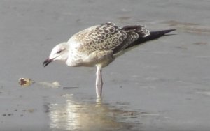 Серебристая Чайка, Larus argentatus, чайкина радость, вкусняшки-тухляшки 07.10.2022