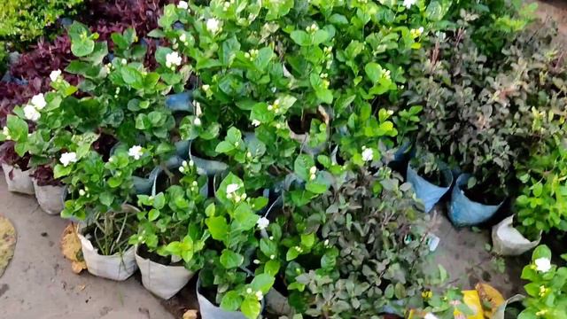 Flower Plants Market Visit | American Hibiscus Cherry Plant Beli Flower Jasmine Flower Plants. 🌺🍒🪴 смотреть онлайн