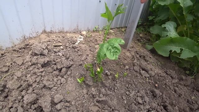 Маракуйя северная, пробуждение. Стрижка Бирючины. Краснодарский край. смотреть онлайн