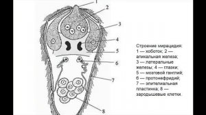 ТРЕМАТОДЫ - Многосложные гельминты