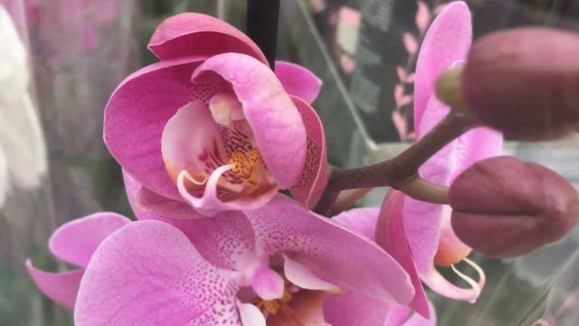 ОРХИДЕИ ПРИЕХАЛИ! Планета лета ! смотреть онлайн