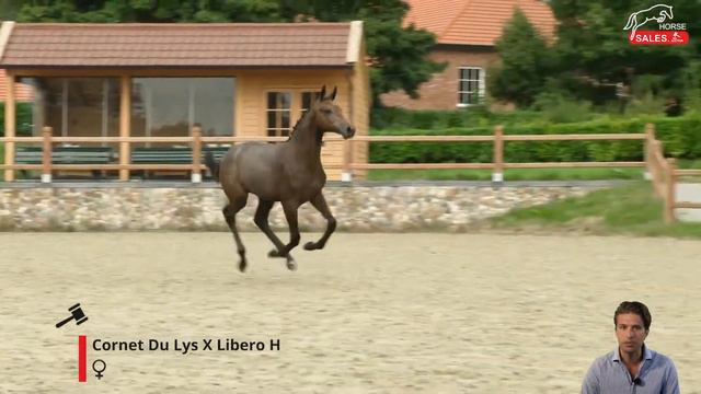Cordelia W (Cornet du Lys x Libero H) смотреть онлайн
