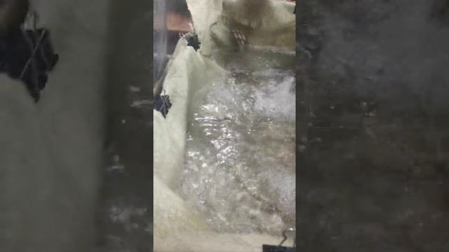 Разведение Сомов эконом вариант система фильтрации воды смотреть онлайн