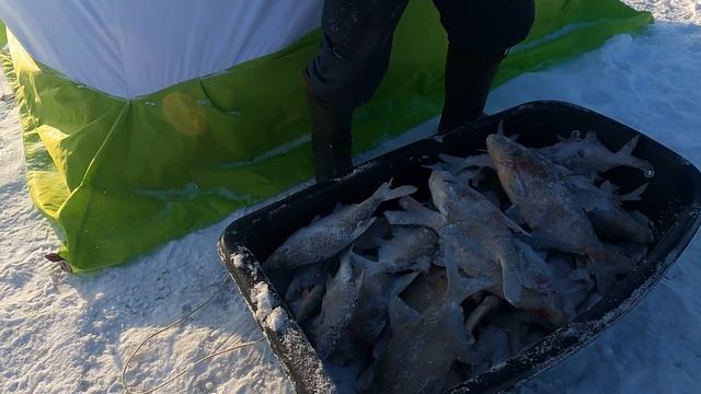 ПОКАЗАТЕЛЬНАЯ РЫБАЛКА, ГДЕ МЕСТО ЛОВЛИ РЕШАЕТ ВСЕ! Уха и Рыбацкие Байки в Палатке! смотреть онлайн