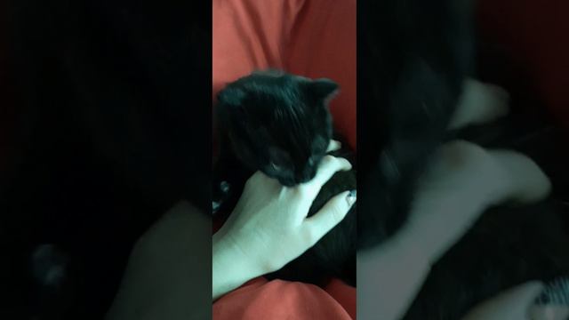 Кот Мейвис утренняя кусучка