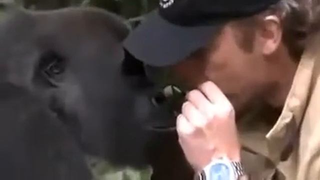 Встреча после 5 ти летней разлуки Горилла и Человек смотреть онлайн