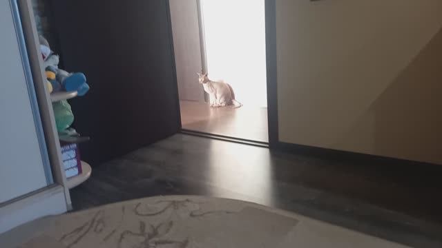 Видео про моего кота смотреть онлайн