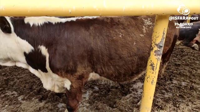 Животноводство в Исфаре. Мясные и молочные породы КРС смотреть онлайн