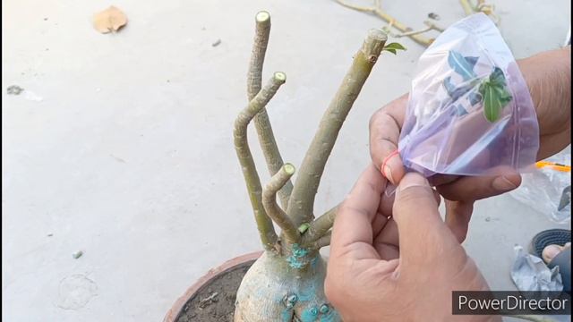 How to get different types of flowers on one adenium plant.#plantslover #adenium смотреть онлайн