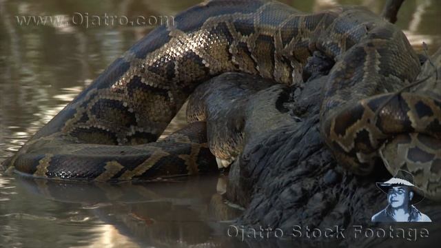 Alligator Attacks Python Stock Footage 01 смотреть онлайн