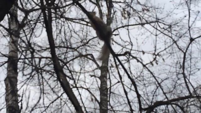 Белки бегают, замедленное видео. Белка в парке Берёзовая роща Новосибирск. смотреть онлайн