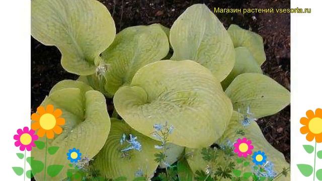 Хоста гибридная Голден Санбурст. Краткий обзор, описание характеристик hosta hybrida Golden Sunburs смотреть онлайн