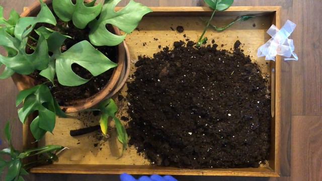 RHAPHIDOPHORA TETRASPERMA/propagation/re-planting