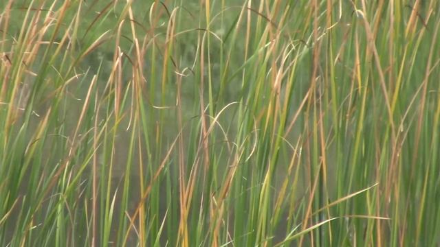 Видеокамера Canon Legria HF R406 Full HD, 1920x1080 35Mbps, MP4, AVCHD, видеокамера для блогера смотреть онлайн