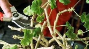 Обрезка герани для пышного цветения весной! Как нужно обрезать пеларгонию.