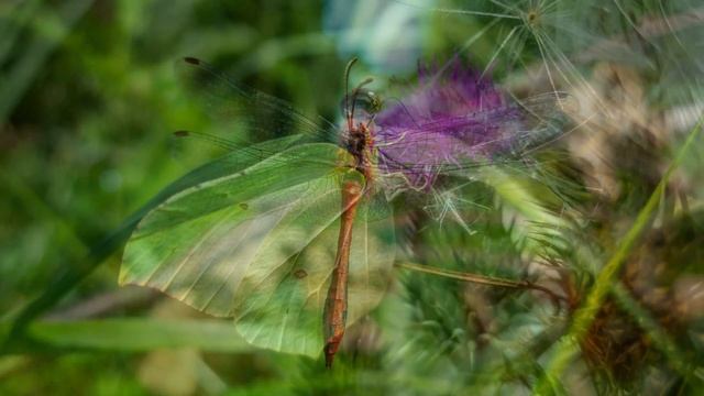 Canon PowerShot G9 X Mark II images [part 2] - nature & close up photography [4K] смотреть онлайн