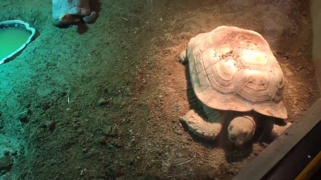 SOLO TRIP IN SEOUL | BONGEUNSA TEMPLE | COEX MALL | COEX AQUARIUM | STAR FIELD LIBRARY смотреть онлайн