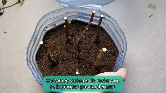 Comment bouturer le rosier ? 2022 смотреть онлайн