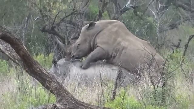 Rhino mating during our Durban Safari Tour смотреть онлайн