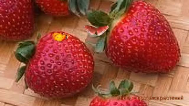 Земляника садовая Эви 2 (fragaria Ananassa) ? Эви 2 обзор: как сажать, рассада земляники Эви 2