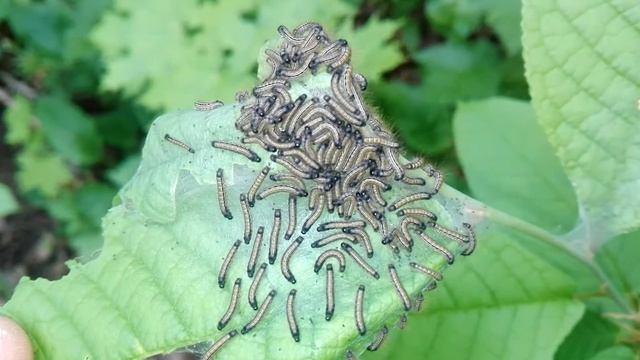 Malacosoma neustria (Linnaeus, 1758). Гусеницы кольчатого коконопряда. смотреть онлайн