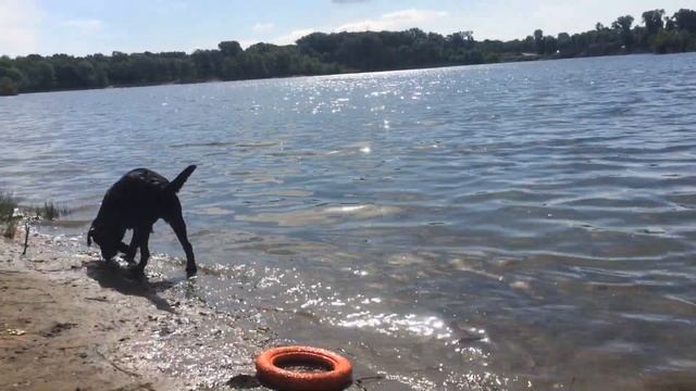 Лабрадор Черника 8месяцев смотреть онлайн