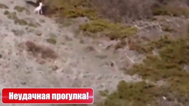 ОРЕЛ ПРОТИВ МЕДВЕДЯ??? Эти Битвы Животных Побили Все Рекорды! смотреть онлайн