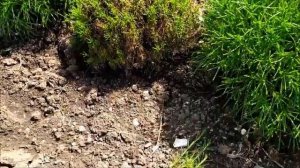 САНТОЛИНА и РОЗМАРИН. Посадка укорененных черенков