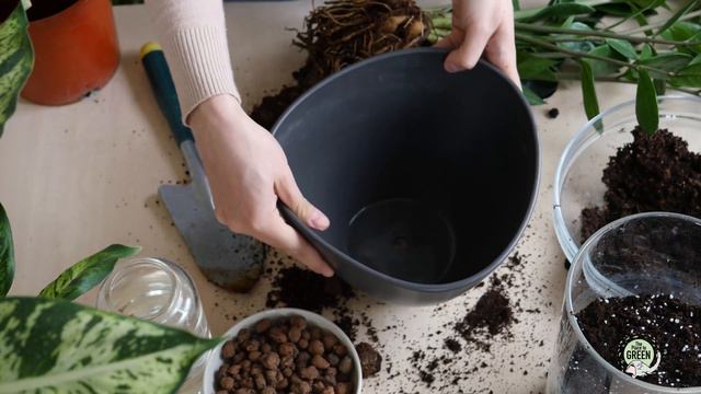 Comment rempoter une plante d'intérieur ? смотреть онлайн