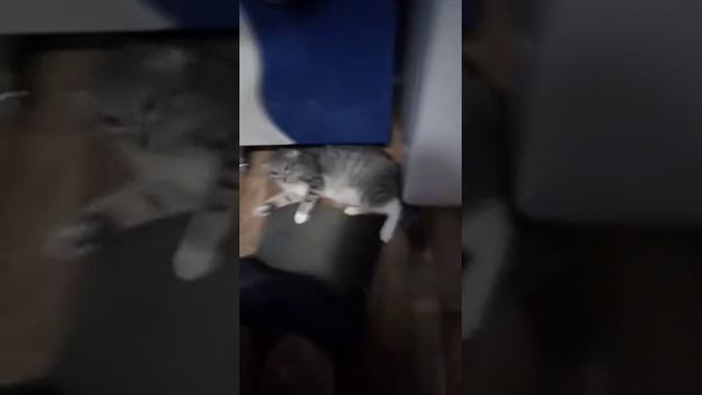 Кот бросается на плюшевого медведя смотреть онлайн