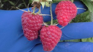 АМИРА ремонтантная малина десертного вкуса