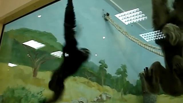 Гиббоны за стеклом смотреть онлайн