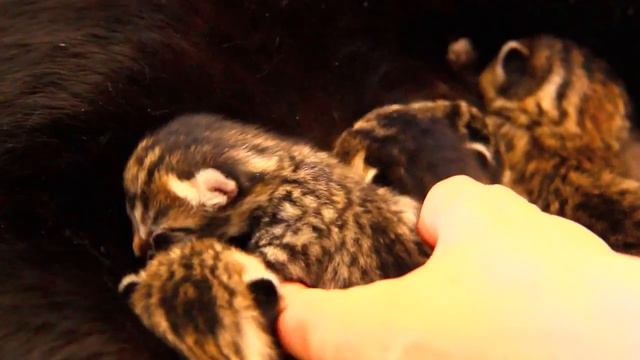 5 пятидневных котят. Маленькие милые кошечки их глаза все еще закрыты смотреть онлайн