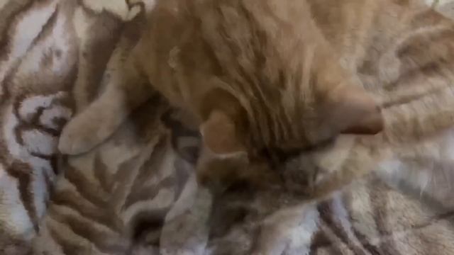 УРАЛЬСКАЯ ВРУНЬЯ! СКАЗКА ПРО КОШКУ. ОЛЬГА УРАЛОЧКА LIVE. смотреть онлайн