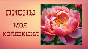 Пионы - цветы, дарящие радость. Коллекция пионов в нашем саду.