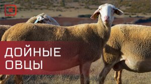 В Дагестане активно развивается молочное овцеводство