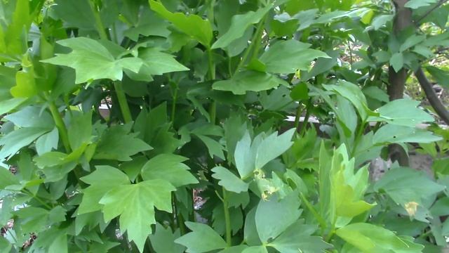 Удивительная пряная трава-любисток....