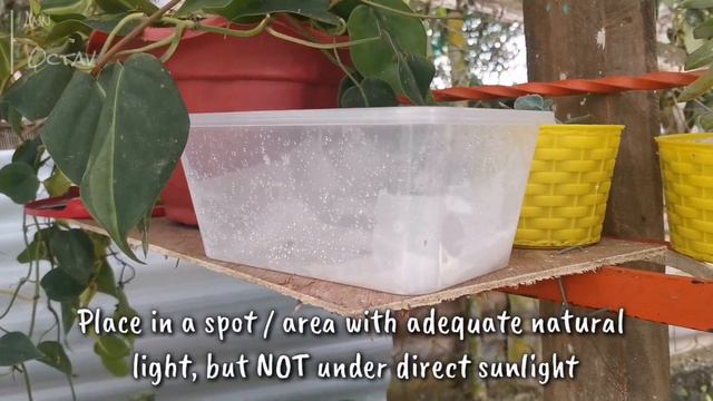 Adenium Seeds from Shopee | How to Grow them Successfully смотреть онлайн