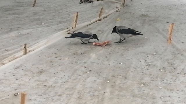 Вороны мать и сын делят говядину \ Hooded crows mom and son share a beef bone смотреть онлайн
