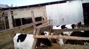 Вздутие у телят, что делать.